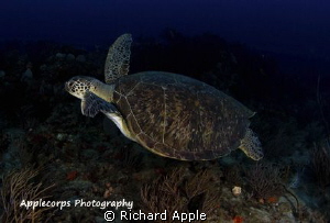 Green Turtle in flight - Juno Beach, FL by Richard Apple 